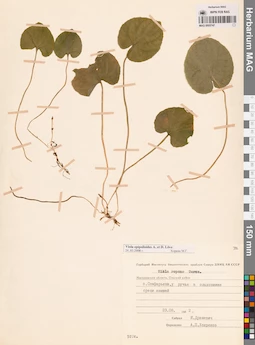 MAG 0005747