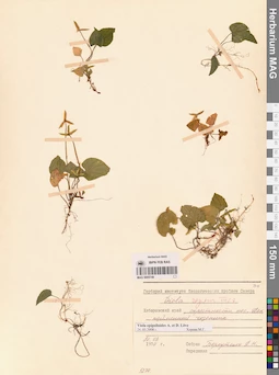 MAG 0005749