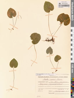 MAG 0005750
