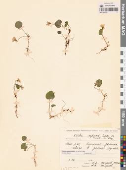 MAG 0005751