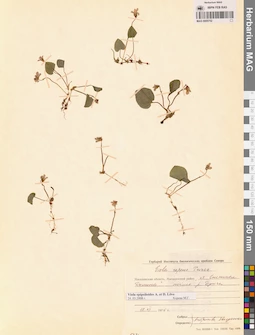 MAG 0005752