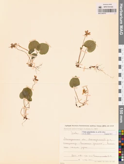 MAG 0005753