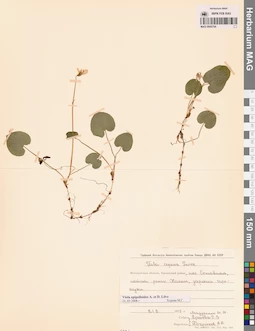 MAG 0005754