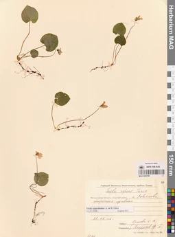 MAG 0005759