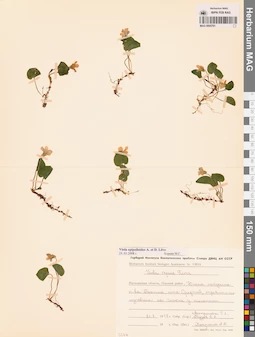 MAG 0005761