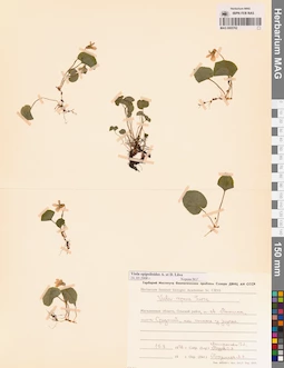 MAG 0005762
