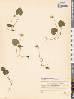 MAG 0005767