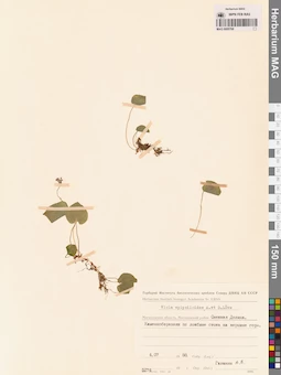 MAG 0005768
