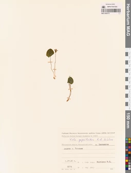 MAG 0005772