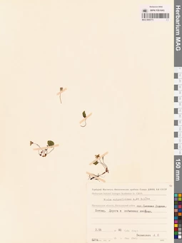 MAG 0005773