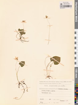 MAG 0005774