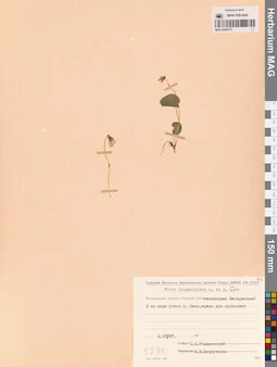 MAG 0005775