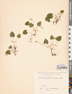 MAG 0005778