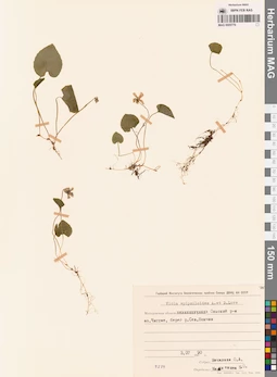 MAG 0005779