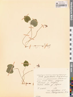 MAG 0005780