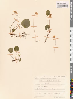 MAG 0005782
