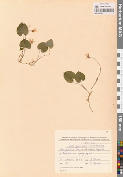 MAG 0005783