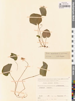 MAG 0005784