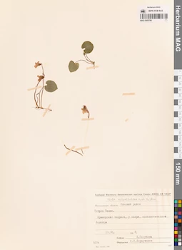 MAG 0005786