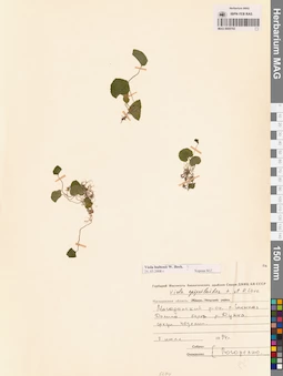 MAG 0005793