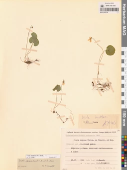 MAG 0005794