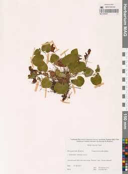 MAG 0005823