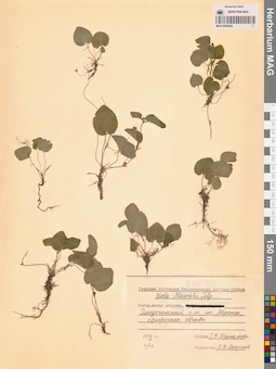 MAG 0005824