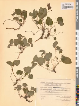 MAG 0005825