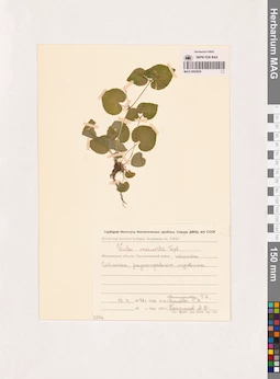 MAG 0005826