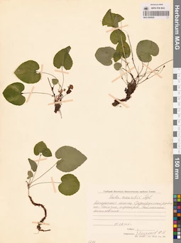 MAG 0005829