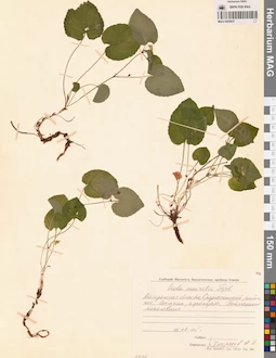 MAG 0005831