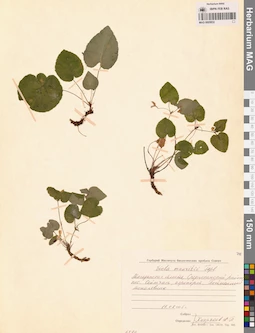 MAG 0005832