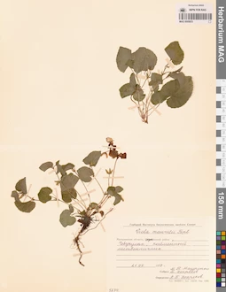 MAG 0005833