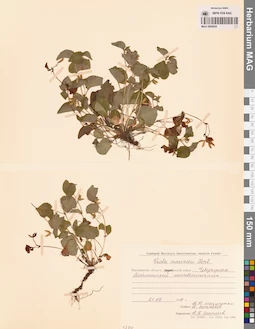 MAG 0005834