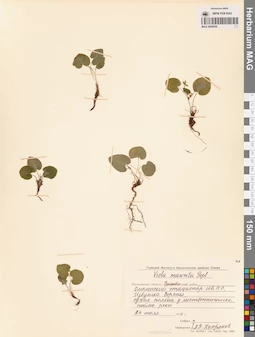 MAG 0005838