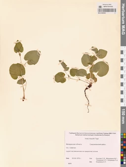 MAG 0005842