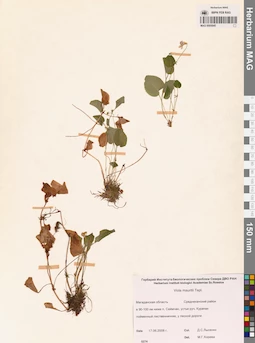 MAG 0005845