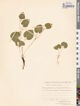 MAG 0005846