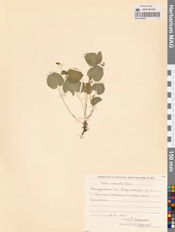 MAG 0005848