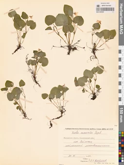 MAG 0005850