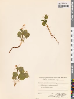MAG 0005851