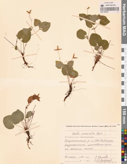 MAG 0005852