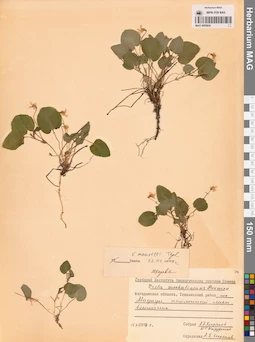 MAG 0005854