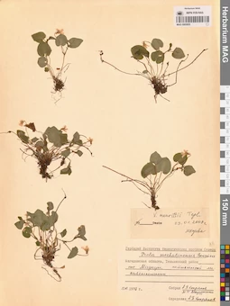 MAG 0005855