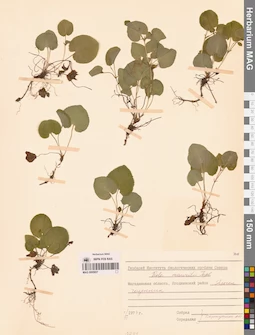 MAG 0005857