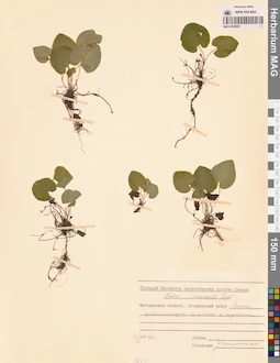 MAG 0005861