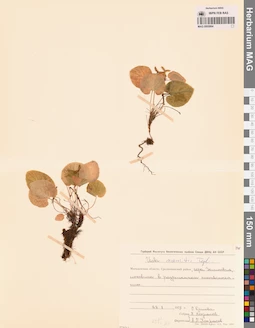 MAG 0005864