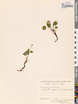 MAG 0005865