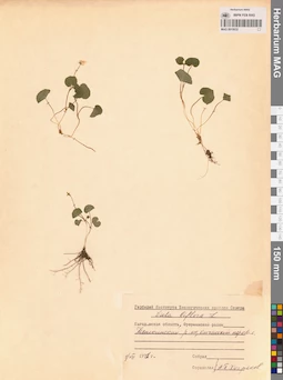MAG 0015632