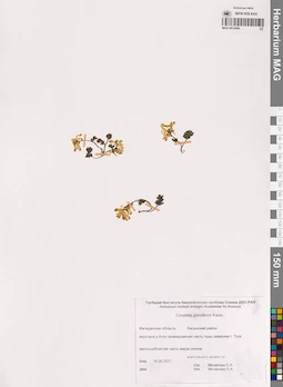 MAG 0014466